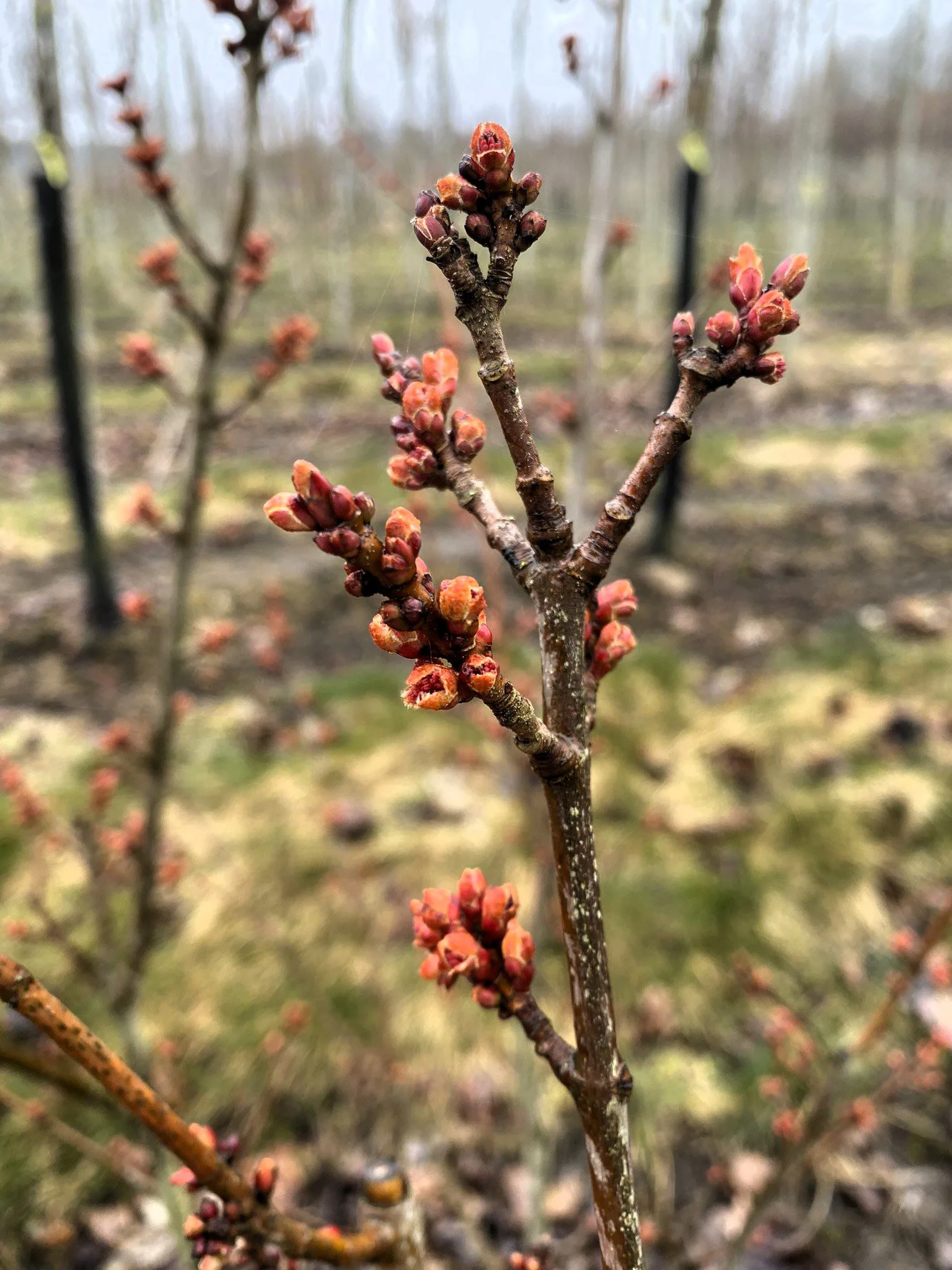 Acer rubrum 'Autumn Blaze' - Image 2