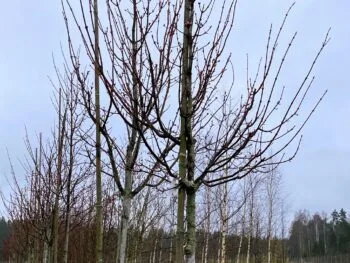 Acer rubrum 'Autumn Blaze'