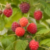 Rubus (Hösthallon) 'Autumn Bliss'