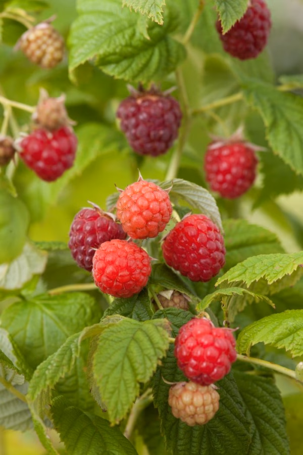 Rubus (Hösthallon) 'Autumn Bliss'