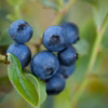 Vaccinium (Angustifolium) 'Emil'