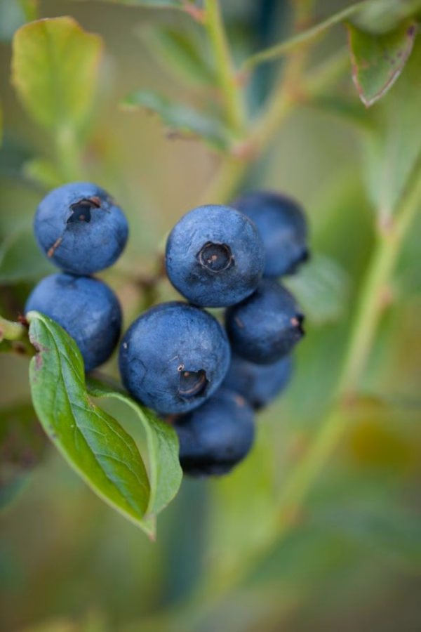 Vaccinium (Angustifolium) 'Emil'