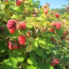Rubus (Hallon) 'Haida'