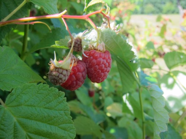 Rubus (Hallon) 'Haida' - Bild 2