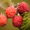 Rubus (Hallon) 'Preussen'