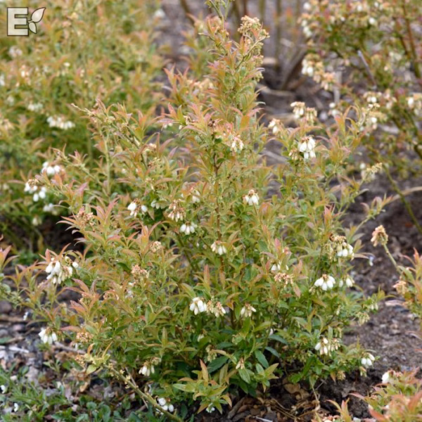 Vaccinium-Angustifolium-Emil buske