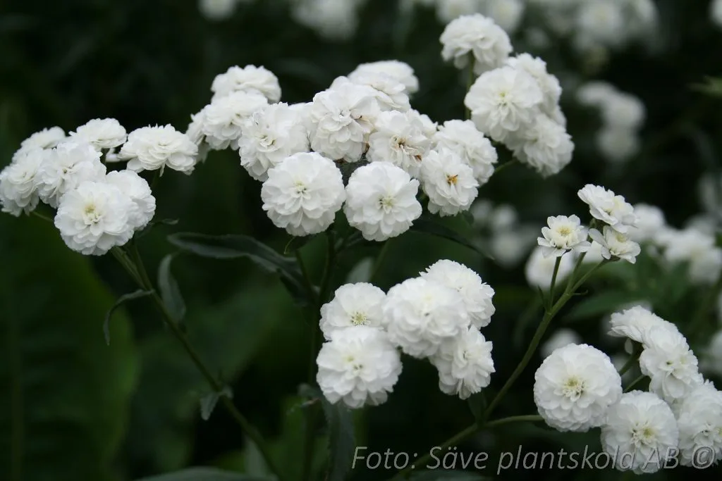 Achillea ptarmica 'Boule de Neige'