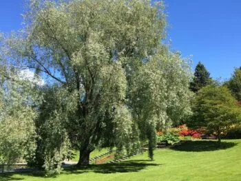 Salix alba var. sericea