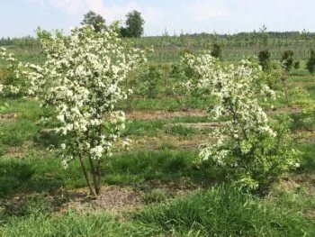 Malus toringo var. sargentii fk Eskilstuna E