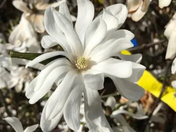 Magnolia stellata 'Royal Star'