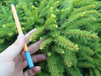 Abies