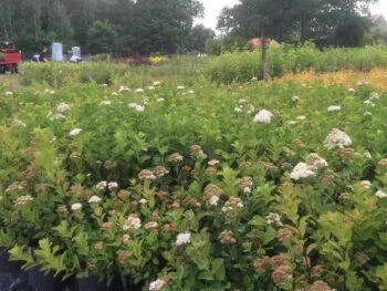 Spiraea betulifolia 'Umeå'