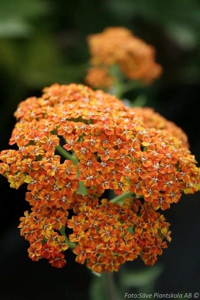 Achillea millefolium 'Terracotta'