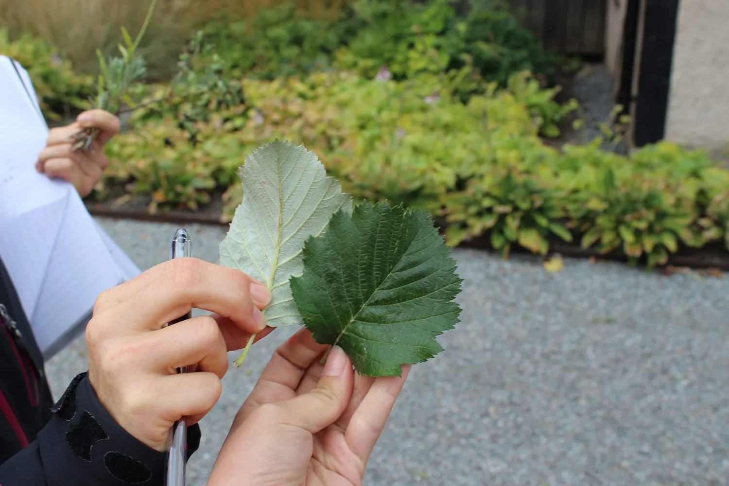Sorbus incana E