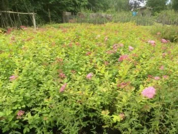 Spiraea japonica 'Odensala'