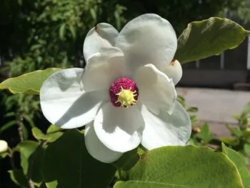 Magnolia sieboldii