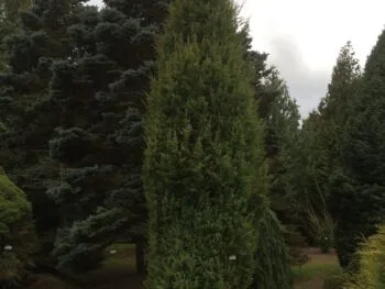 Juniperus communis 'Vemboö' E