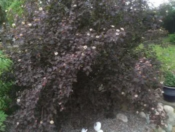 Physocarpus opulifolius 'Diabolo'