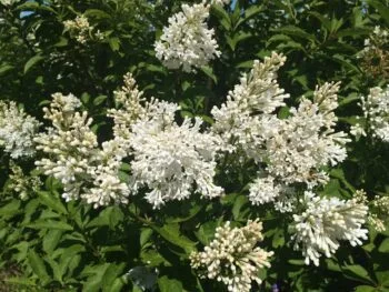Syringa josikaea 'Holger'