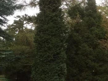 Chamaecyparis lawsoniana 'Columnaris'