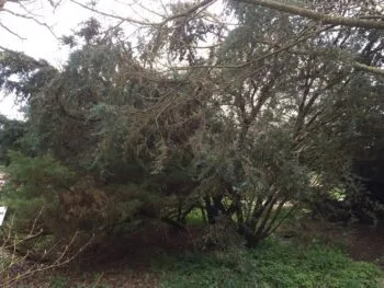 Juniperus communis 'Meyer'