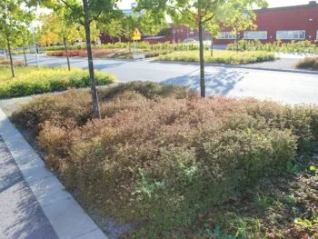 Spiraea japonica 'Little Princess' E