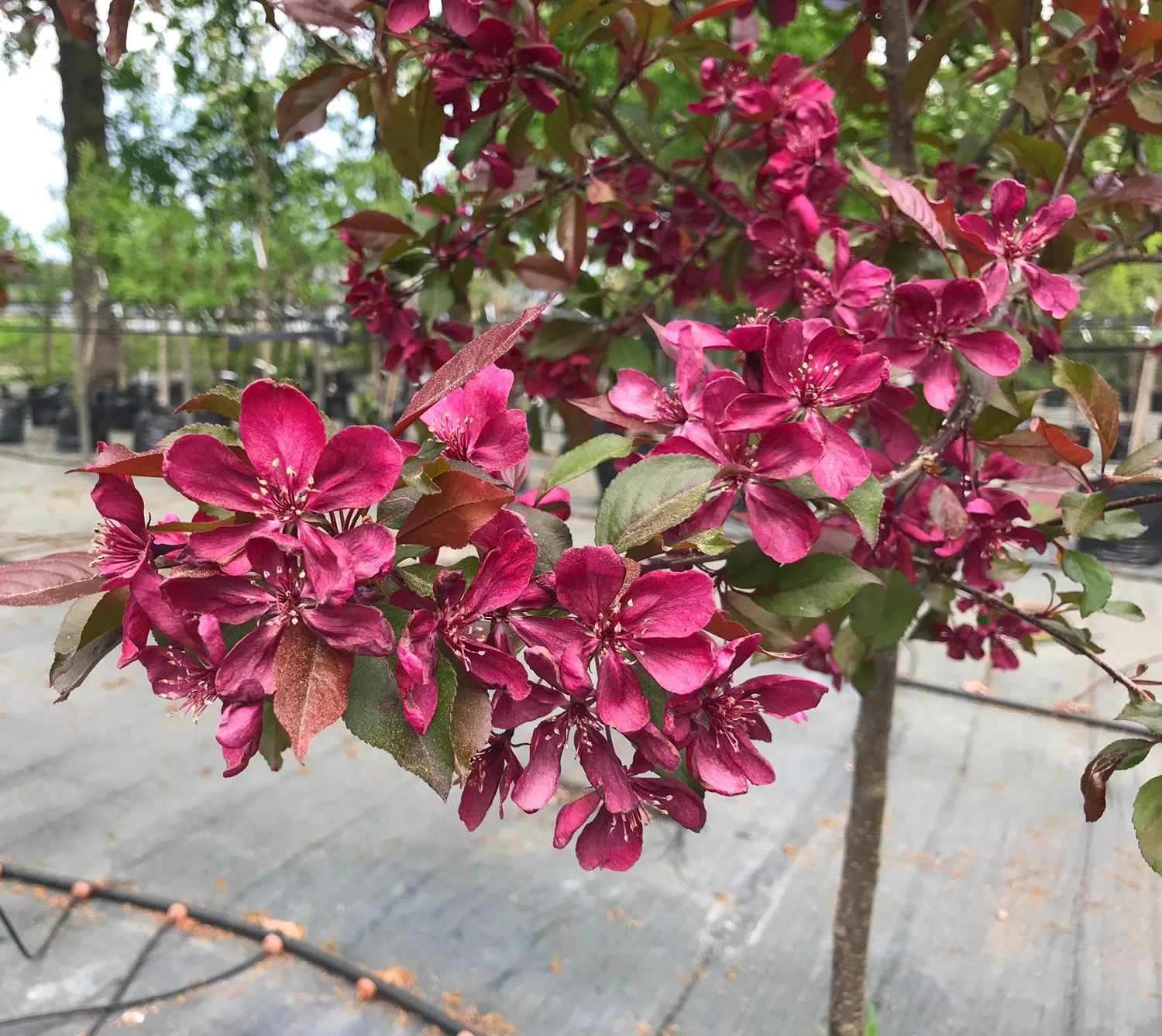 Malus 'Royalty'