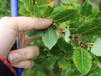 Salix hastata 'Wehrhahnii'