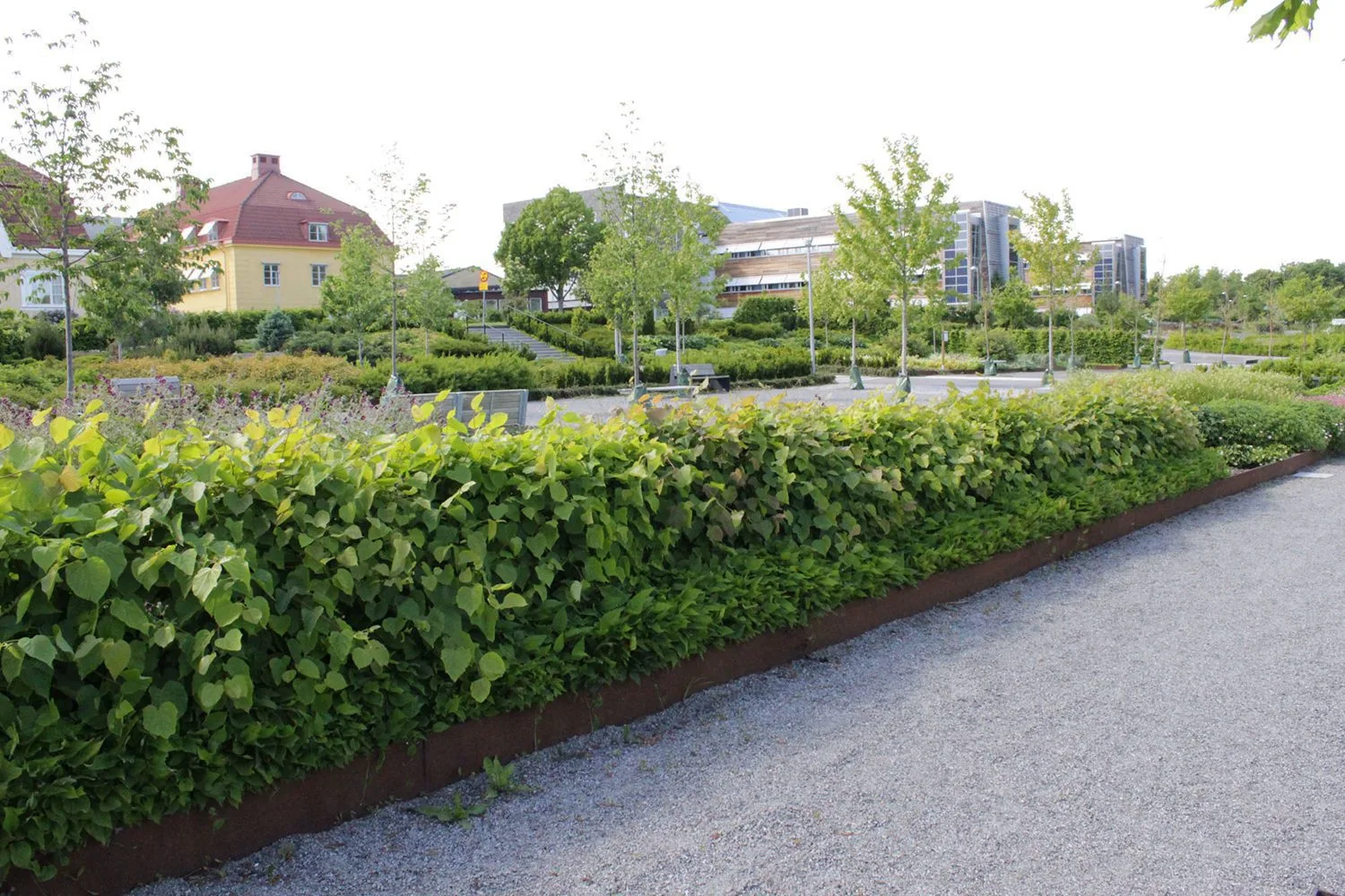 Tilia cordata - Image 4