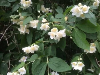 Philadelphus