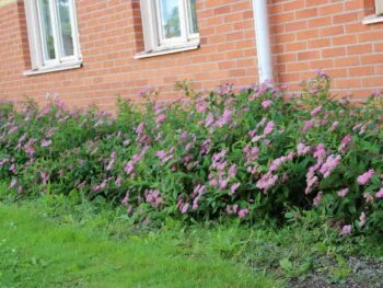 Spiraea japonica 'Froebelii''