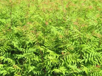 Sorbaria sorbifolia 'Pia' E