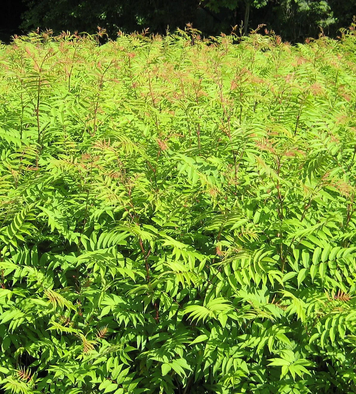 Sorbaria sorbifolia 'Pia' E