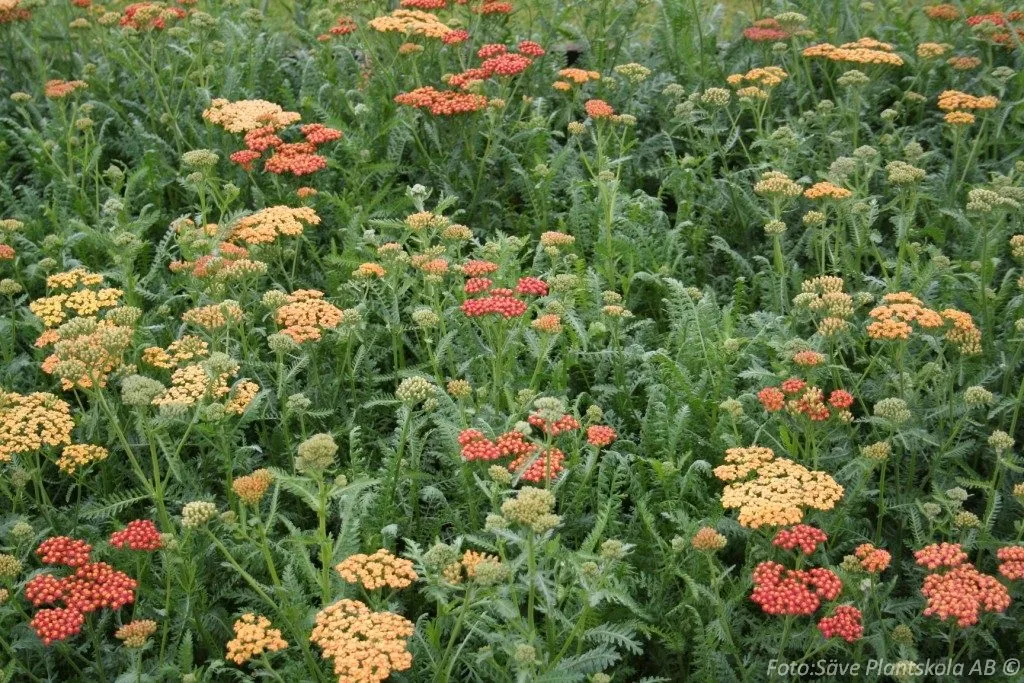 Achillea millefolium 'Walther Funcke'