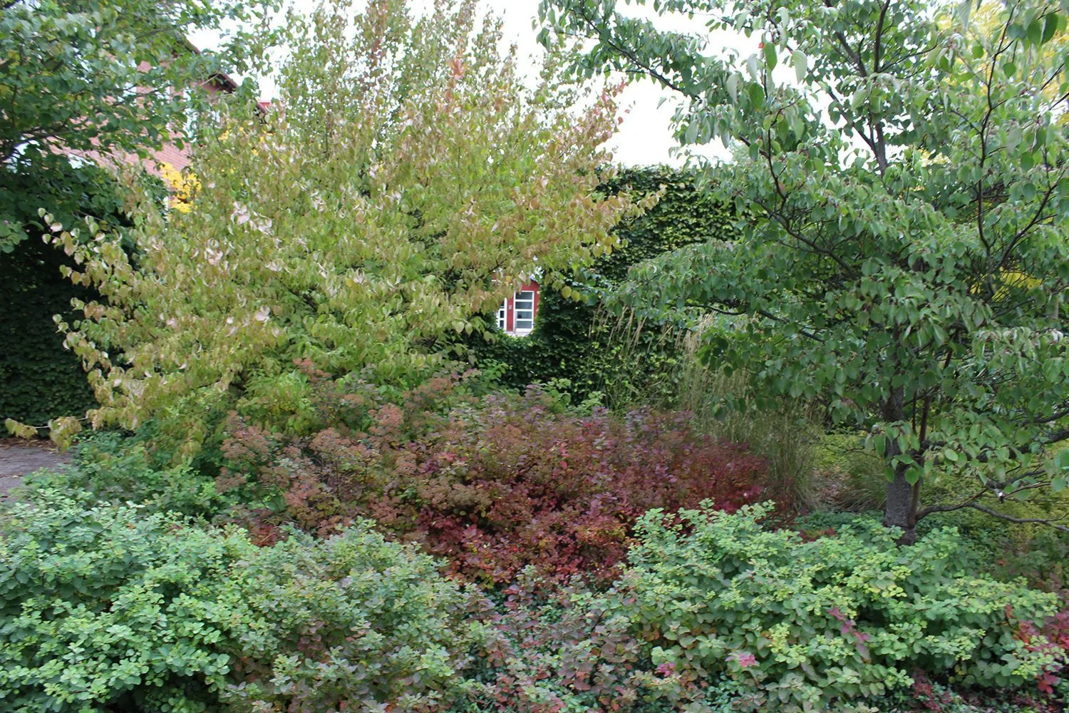 Spiraea betulifolia 'Tor' E - Image 4