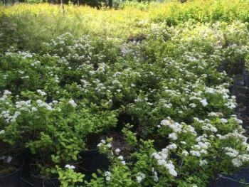Spiraea betulifolia 'Tor Gold'