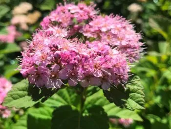 Spiraea