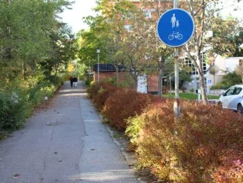 Spiraea betulifolia 'Tor' E