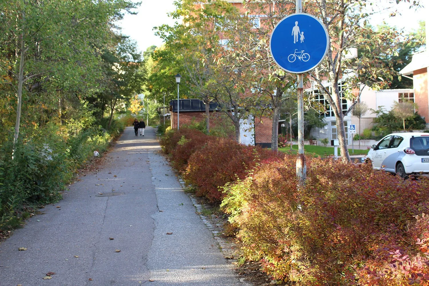 Spiraea betulifolia 'Tor' E