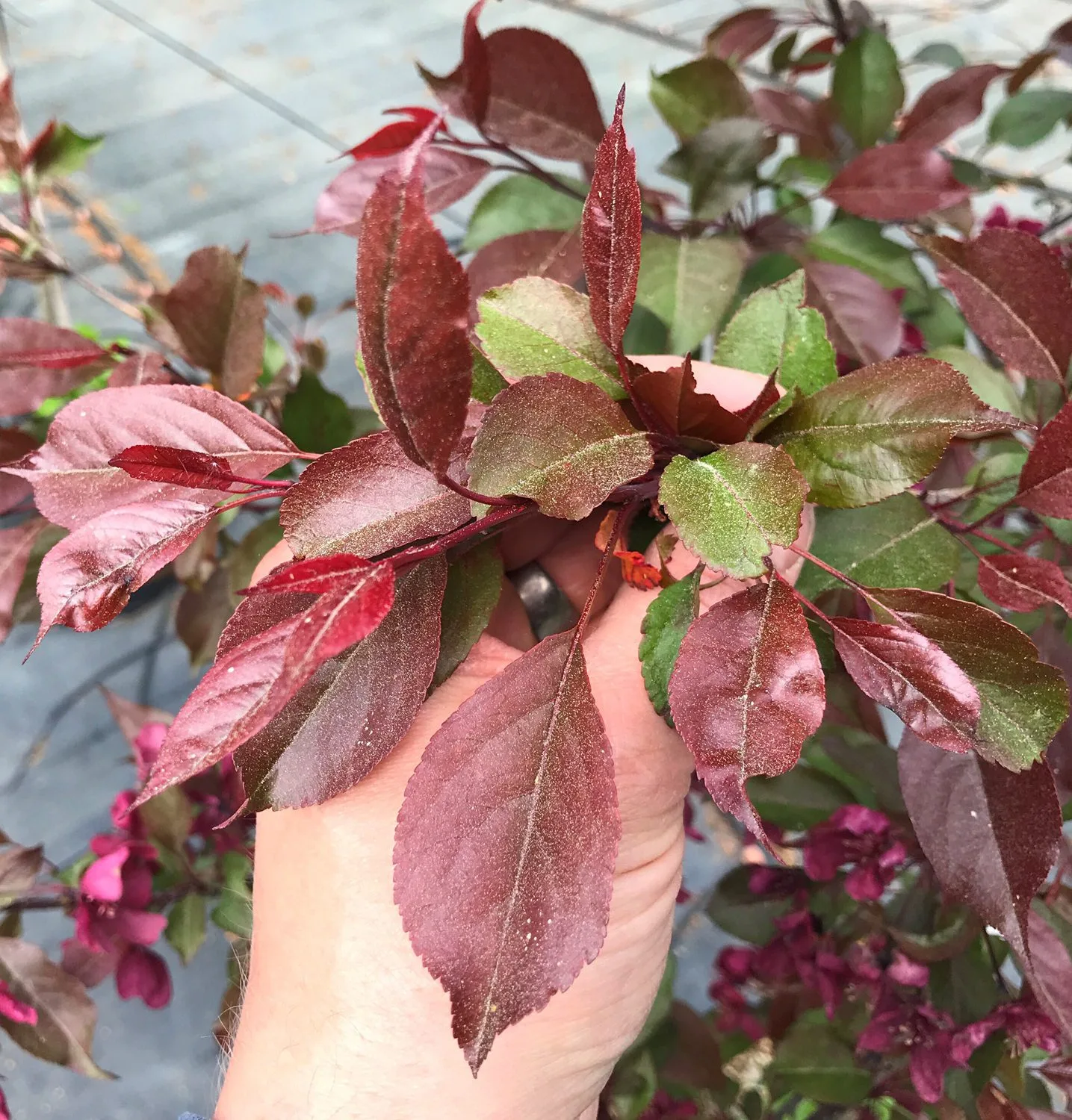 Malus 'Royalty' - Bild 2