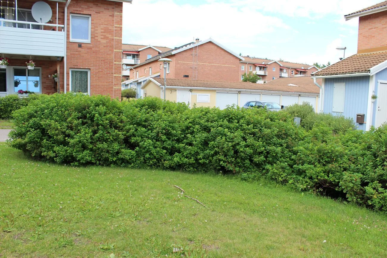 Spiraea betulifolia 'Tor' E - Image 3