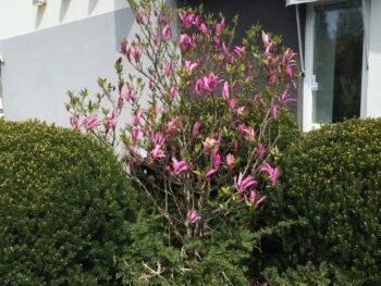 Magnolia (Liliiflora) 'Susan'