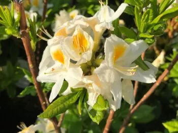 Azaleor