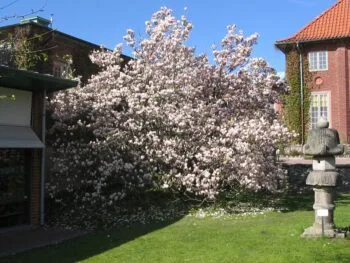 Magnolia x soulangeana