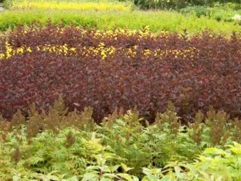 Physocarpus opulifolius 'Summerwine'