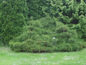 Chamaecyparis pisifera 'Filifera Nana'