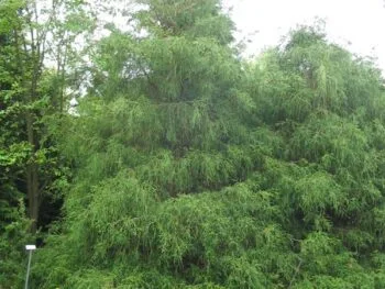 Chamaecyparis pisifera 'Filifera'