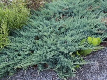 Juniperus horizontalis 'Blue Chip'