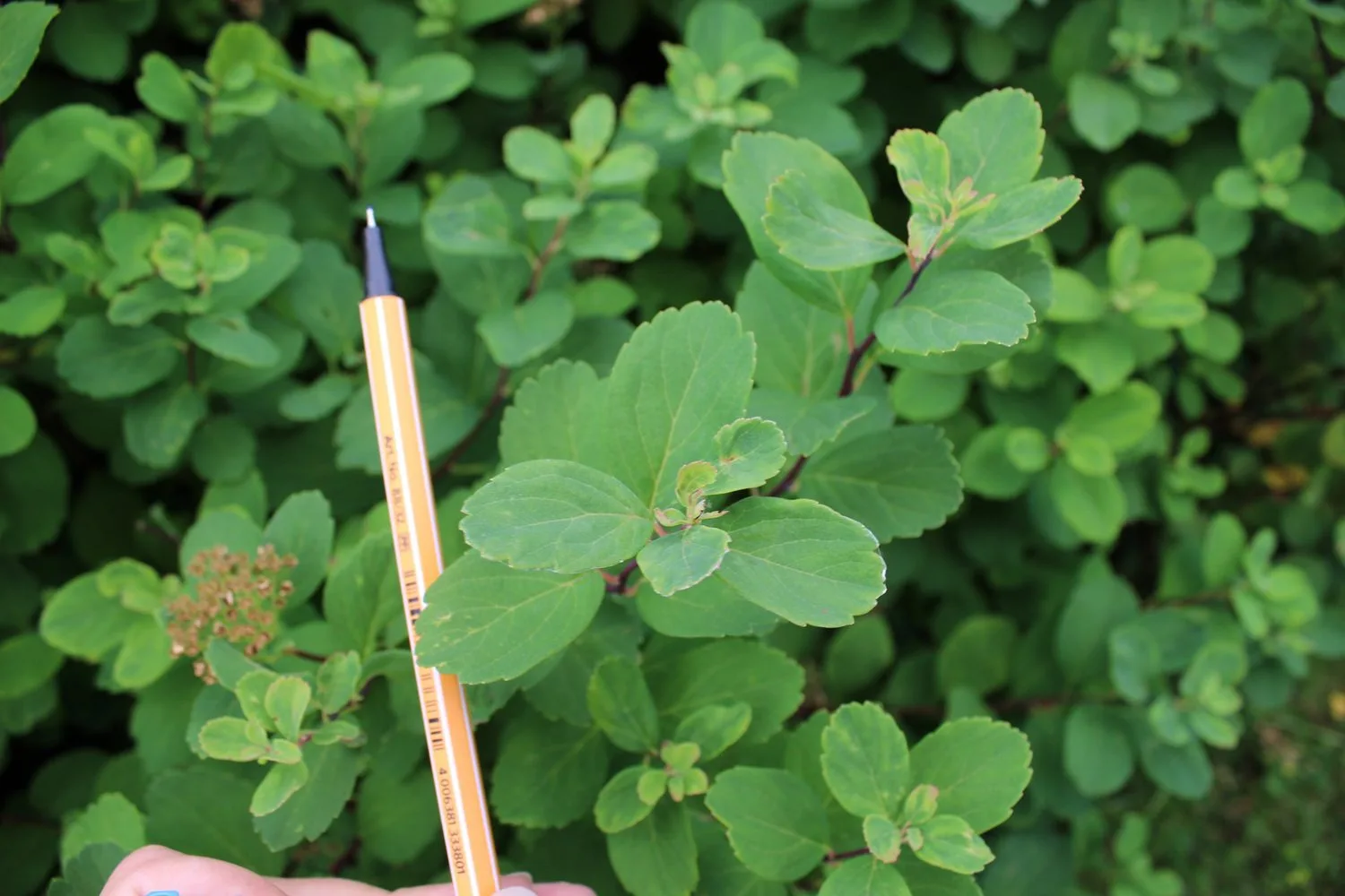 Spiraea betulifolia 'Tor' E - Image 2