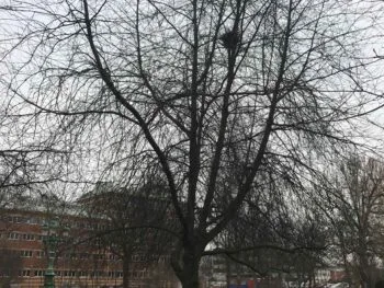 Prunus padus 'Colorata'